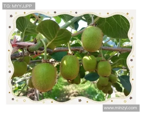 成都排球队防守革新之路：从传统到现代的全面转型与突破